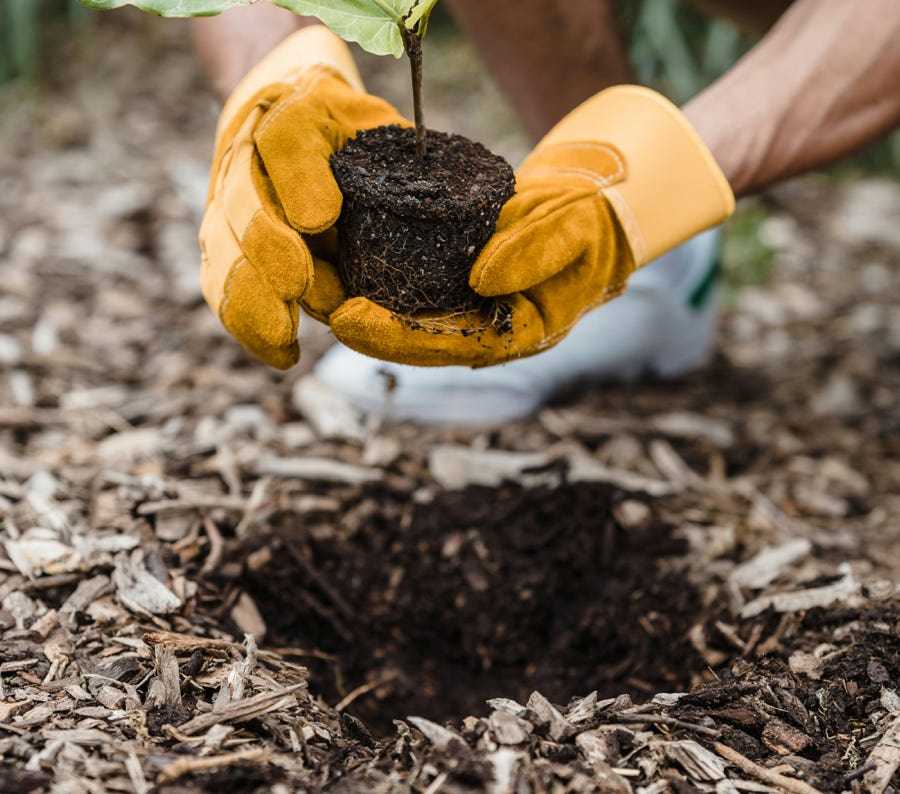 Man wearing gloves plants a seedling outdoors, promoting new life and sustainability.